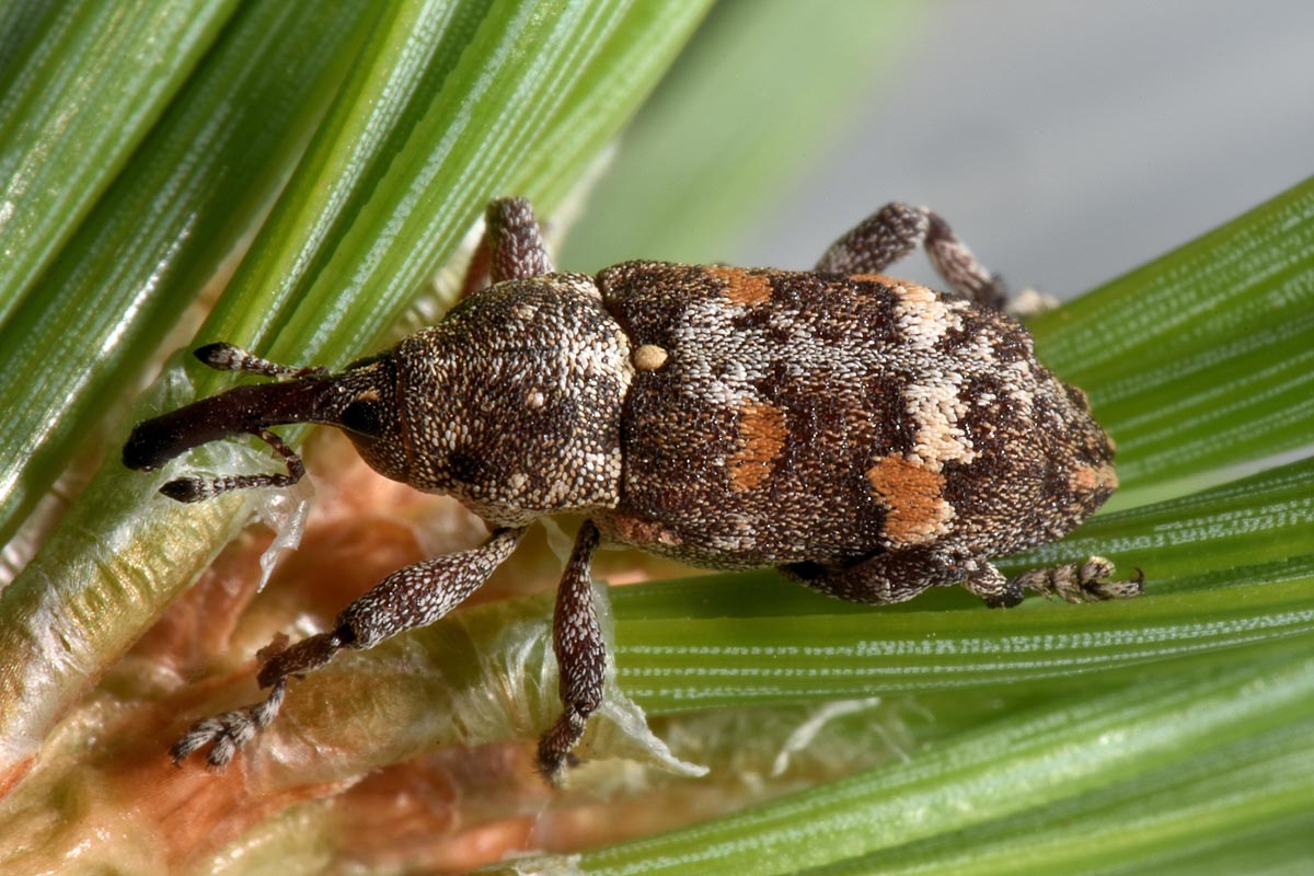 Curculionidae: Pissodes castaneus?  No ! Pissodes validirostris